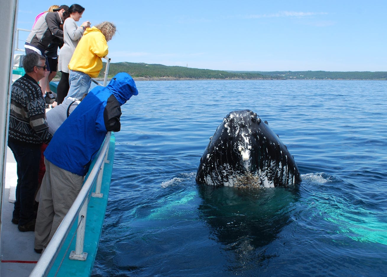 Surreal closeness with whales in Newfoundland