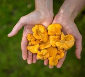 Chanterelle mushrooms are very aromatic, meaty, and pair great with chicken and pork.
