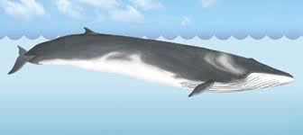 The fin whale is an enormous baleen whale. It’s actually the second largest species of whale in the world (if that statement instantly made you wonder which one is the largest, keep reading). Fin whales go further and explore more than most other whales and travel in groups of 10 or less.