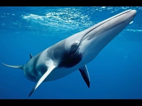 A rare shot of a minke whale, showing it's distinctive nose