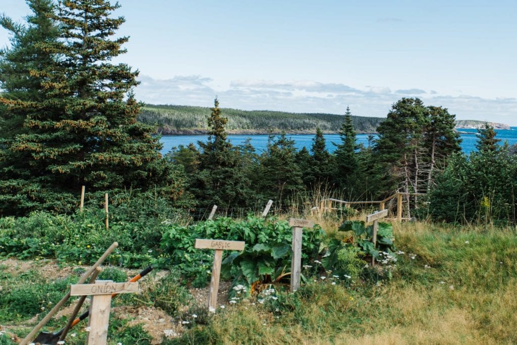 A Newfoundland vegetable garden