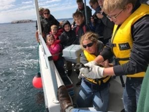 Newfoundland Boat Tours Whale Watching