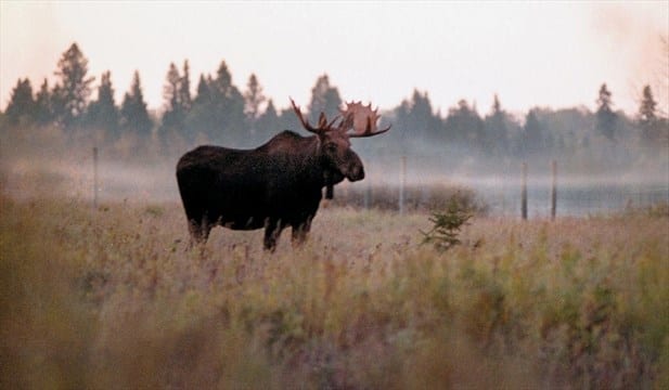  In North America the moose is the largest member of the deer family. Four animals were introduced to Newfoundland, and in a short time population exploded