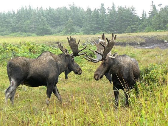 Newfoundland's Moose Population continues to grow