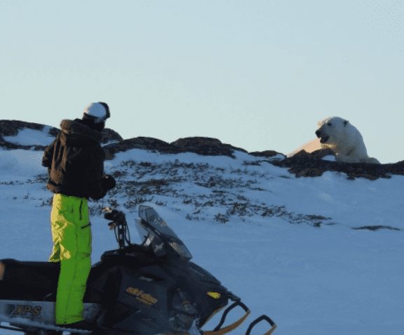 Human encounter with Polar Bear