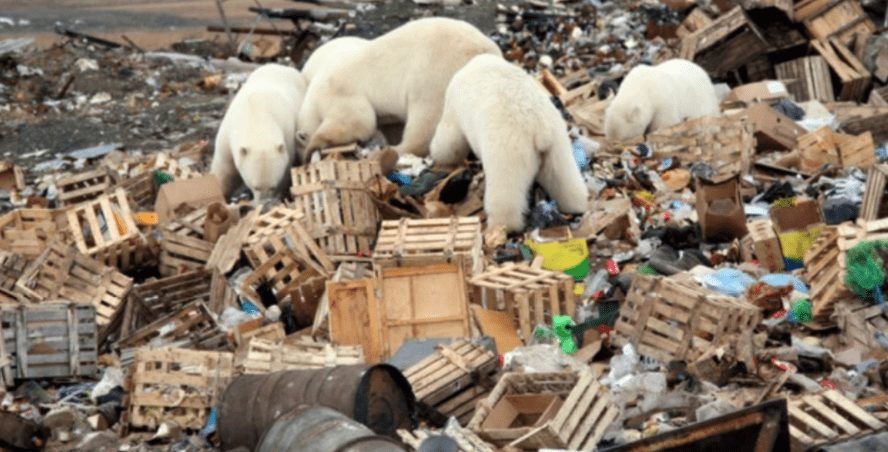 Polar bears eating garbage