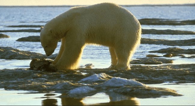 A Polar Bear on the Newfoundland coastline