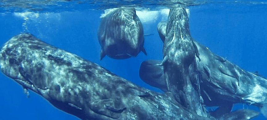 Adult Sperm Whales Have the Biggest Brains on Earth 