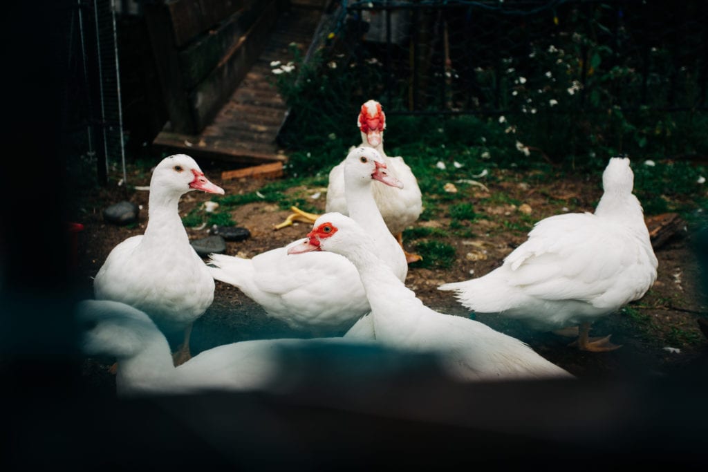 Muscovy ducks are exceptionally clean animals.
