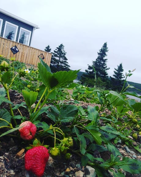 Growing Strawberries in Newfoundland