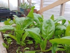 Growing Spinach in Newfoundland