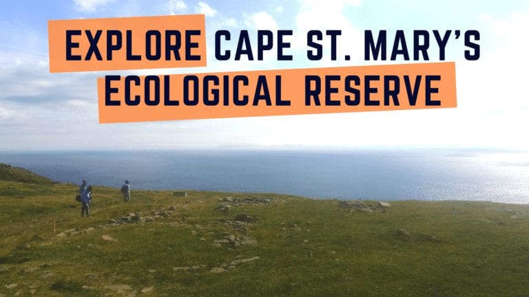 Explore the birds of Cape St. Mary’s Ecological Reserve