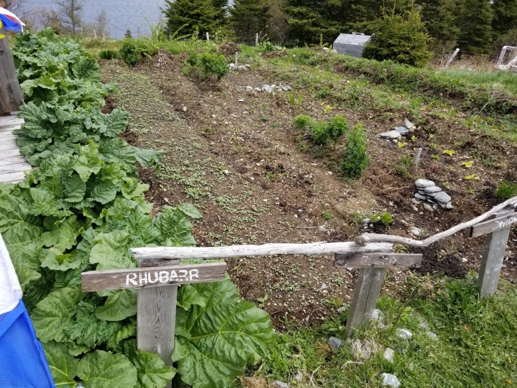 When planning your Newfoundland Staycation Garden, it's best to plant cold-tolerant plants outside first, like rape greens, kale, swiss chard, and mustard before moving to crops that are more affected by the cold like potatoes. 