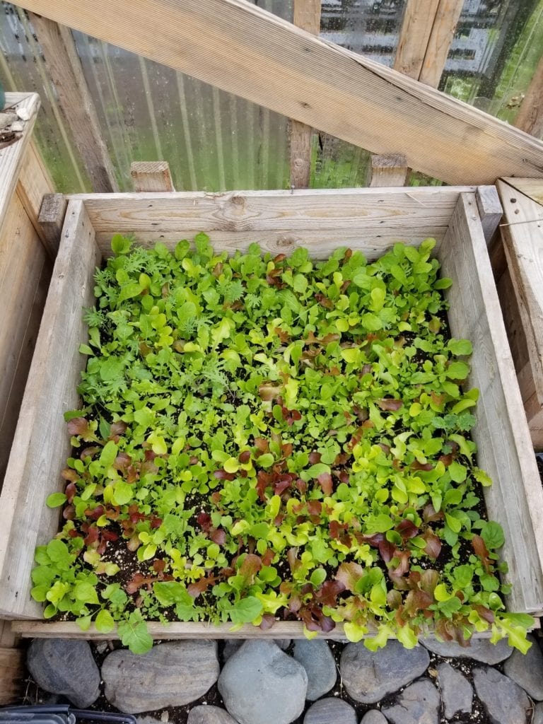 Growing our own mixed greens in a simple Newfoundland cold frame