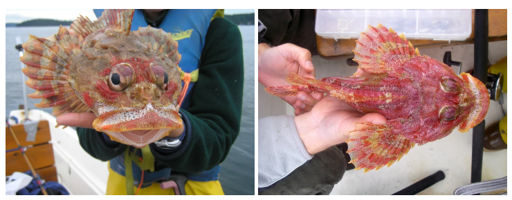 Anne Beaudreau from the Coastal Fisheries Ecology Lab might give you more insights into the infamous Sculpin