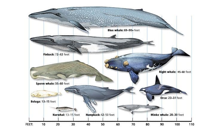 What is the largest Whale