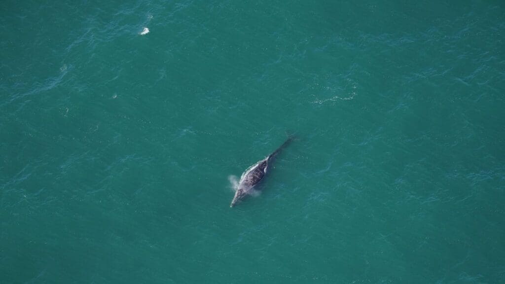 Grey Whale